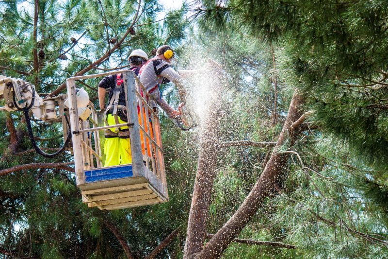 Walnut Tree Trimming