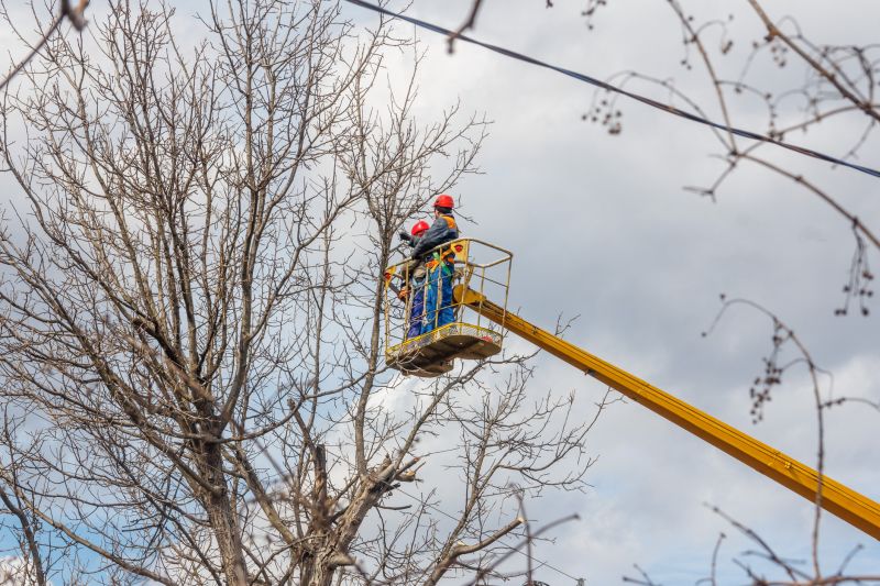 Walnut Tree Trimming