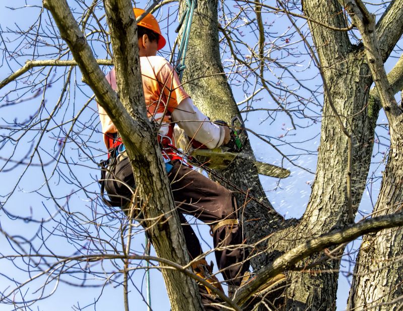 Walnut Tree Trimming