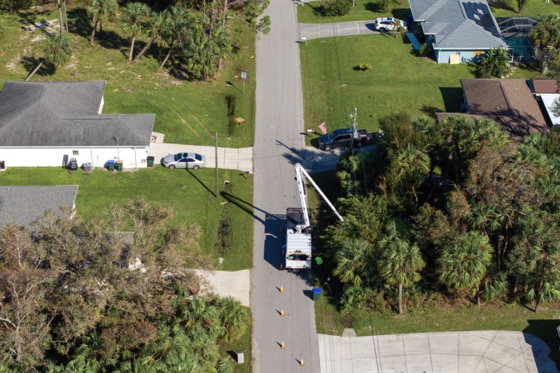 Walnut Tree Trimming