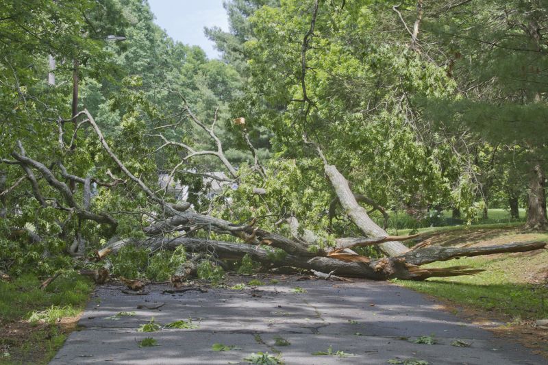 Storm-Damaged Tree