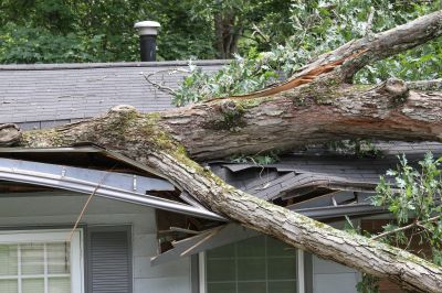 Yard Tree Collapse