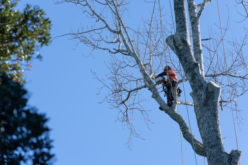 Arborist Climbing Trees