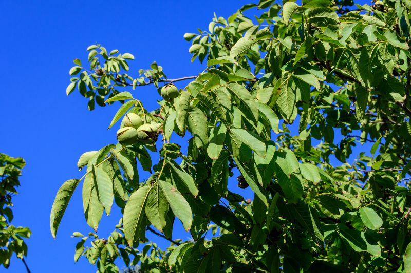 Walnut Tree Trimming