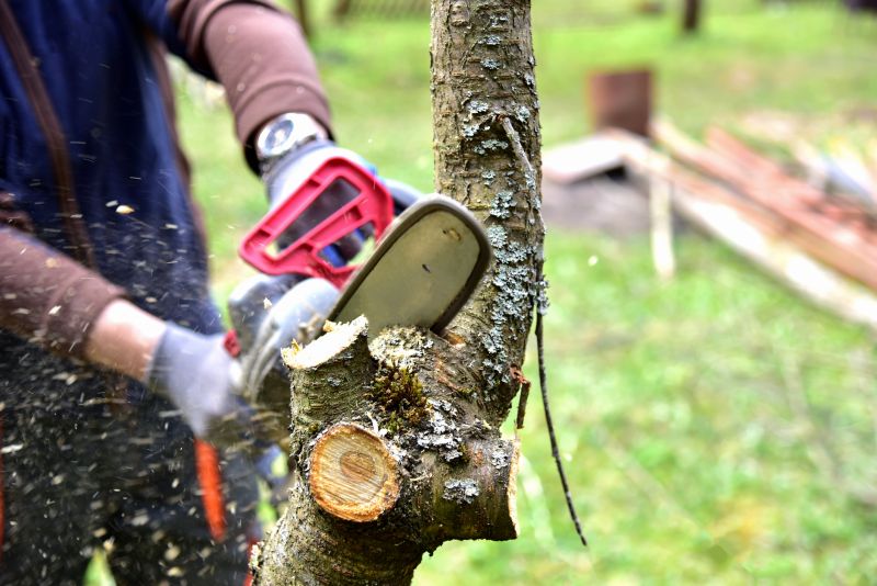 Walnut Tree Trimming