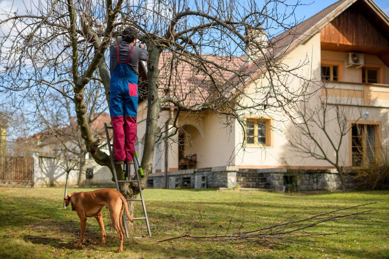 Walnut Tree Trimming