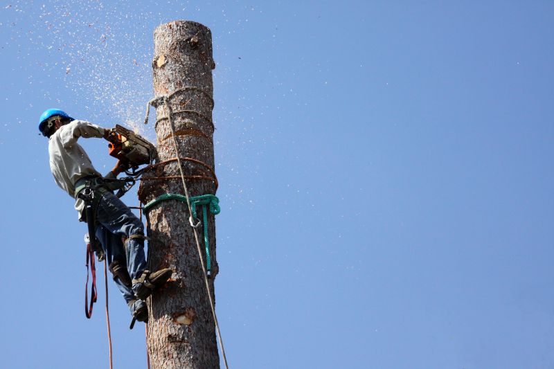 Walnut Tree Trimming