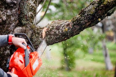Walnut Tree Trimming