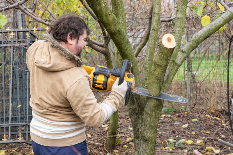 Walnut Tree Trimming
