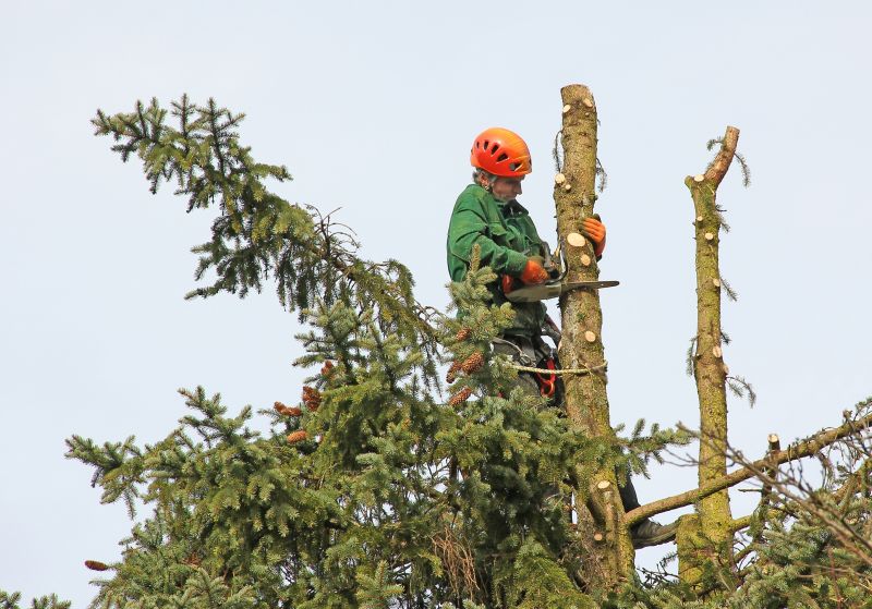 Walnut Tree Trimming