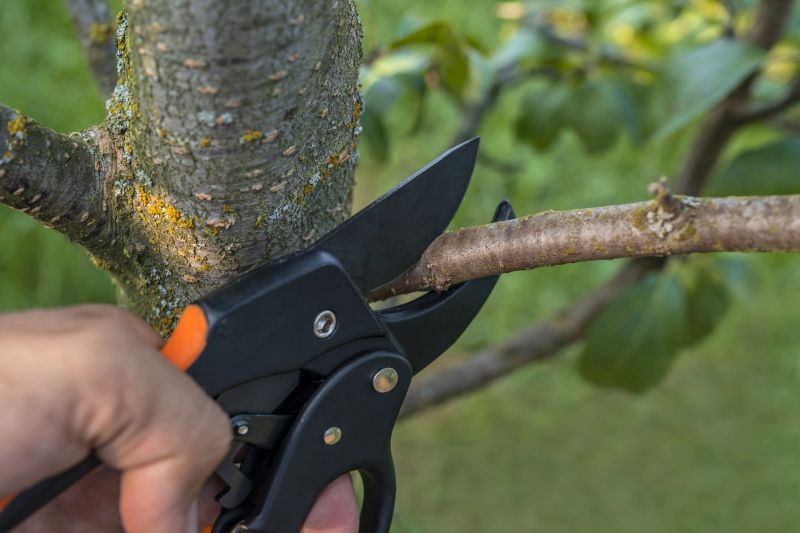 Walnut Tree Trimming