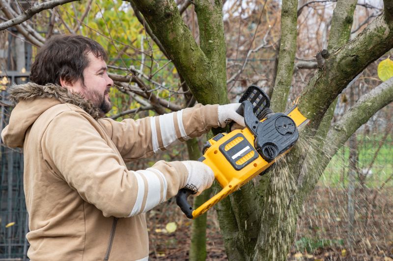 Walnut Tree Trimming
