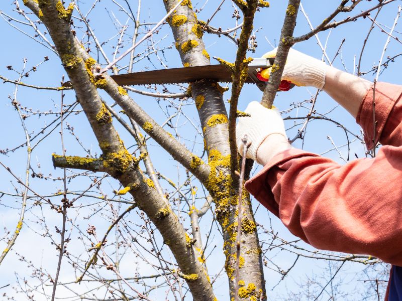 Walnut Tree Trimming