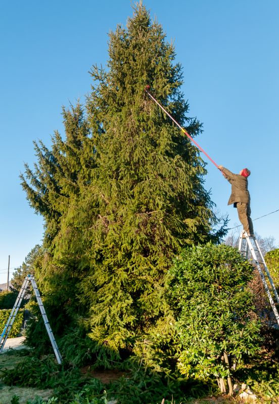 Walnut Tree Trimming