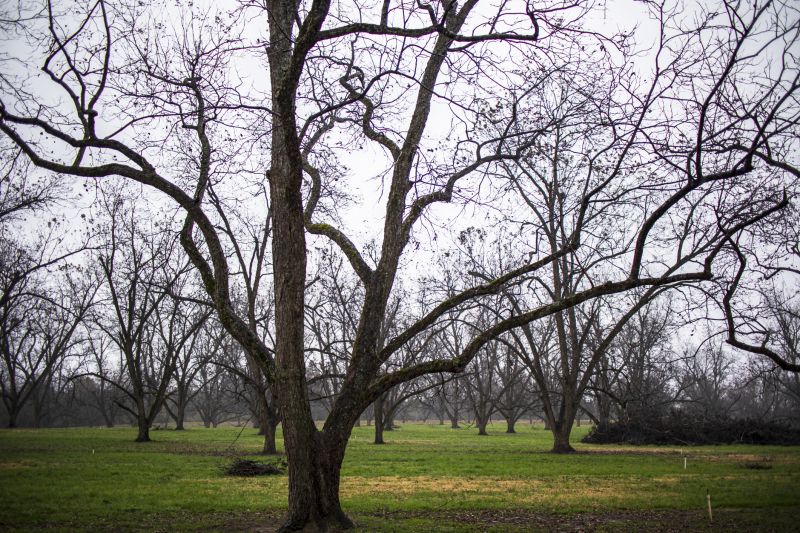 Orchard with Multiple Walnut Trees