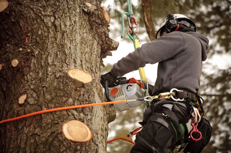 Tree Service Professionals