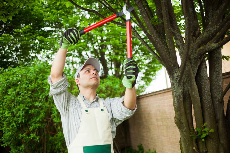 Local Walnut Tree Trimming pros at work