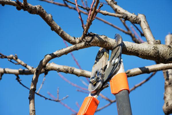 Grow your Walnut Tree Trimming business